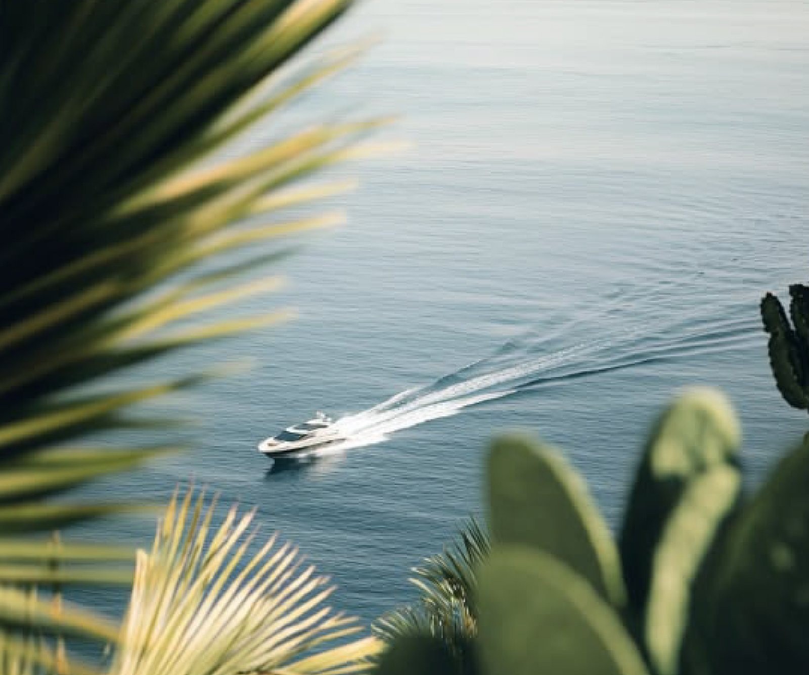 White yacht crossing blue water, its wake trailing behind, framed by out-of-focus tropical leaves.